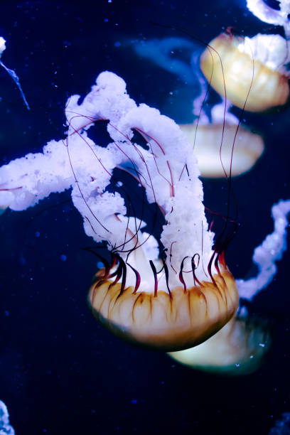 istock jellyfish in close-up 1125291405