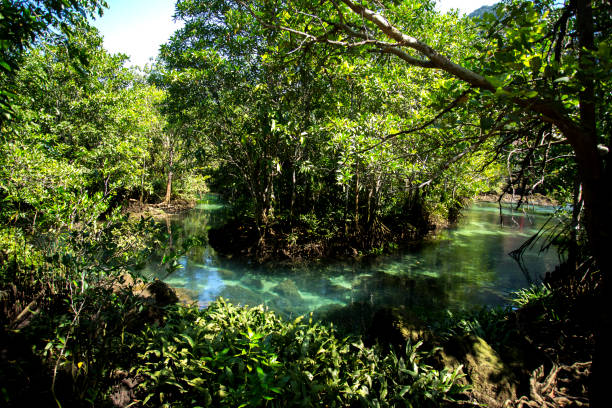 istock Mangrove Forest in Thailand 1125292838