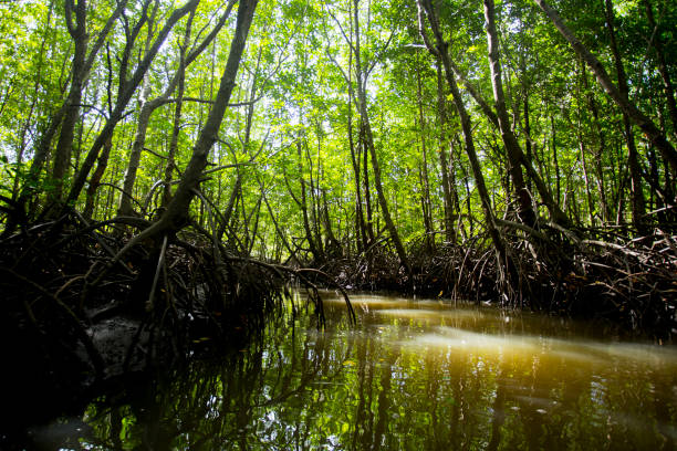 istock Mangrove Forest in Thailand 1125293466