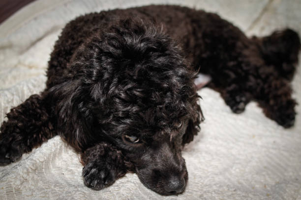 istock Little black young toy poodle 1125293868