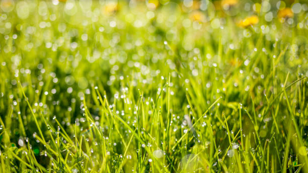 istock Spring nature background with green grass field 1125294998