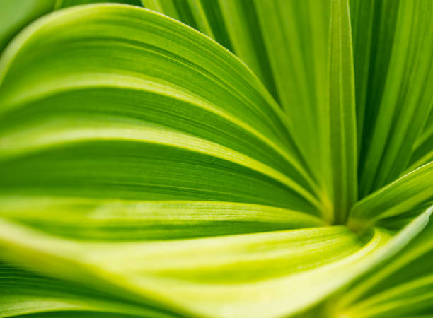 istock Green plant abstract background. Veratrum, False Hellebore texture closeup 1125295201