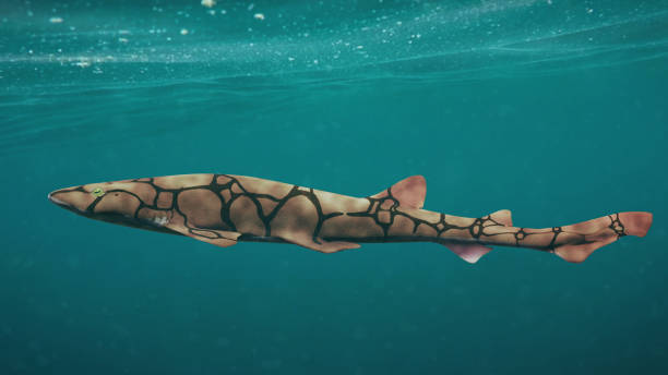 chain catshark (Scyliorhinus retifer) small shark species in the Atlantic ocean