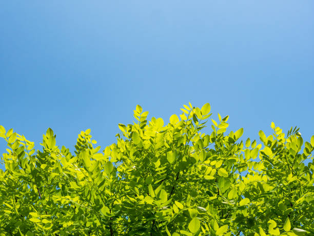 istock Spring nature background with green trees leaves on blue sky background 1125295533