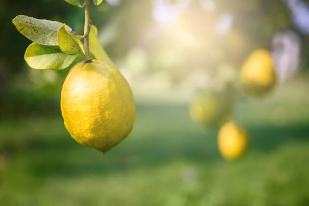 limones maduros o cultivo limón, manojo de limón fresco en una rama de árbol de limón en el jardín soleado. - arboleda fotografías e imágenes de stock