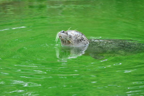 istock Seal swimms in the zoo 1125299344