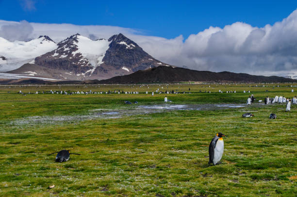 istock King Penguins on South Georgia 1125299431