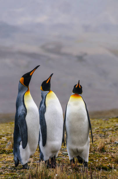 istock Three King Penguins at Fortuna Bay 1125299444