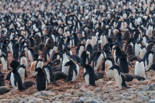istock Adelie Penguins on Paulet Island 1125299448