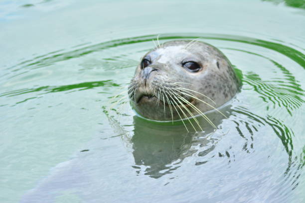 Seal in the water