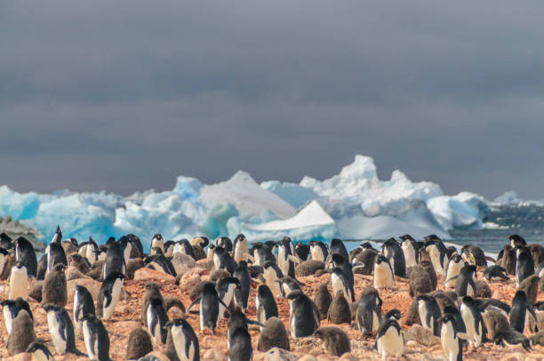 istock Adelie Penguins on Paulet Island 1125299487