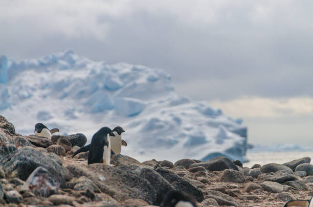 istock Adelie Penguins on Paulet Island 1125299489