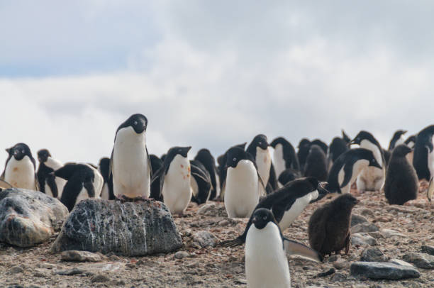 istock Adelie Penguins on Paulet Island 1125299490