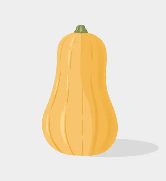 Vector illustration of Butternut squash. Vector hand drawn illustration.