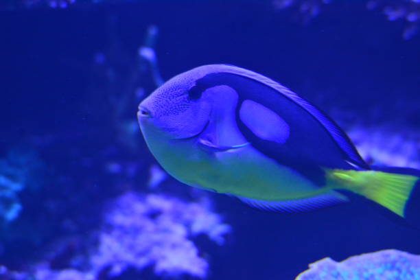 istock Fish in the aquarium in the zoo 1125300408