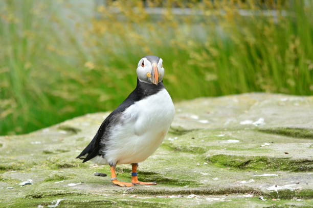 istock Puffin in the zoo. Water birds capture 1125300435