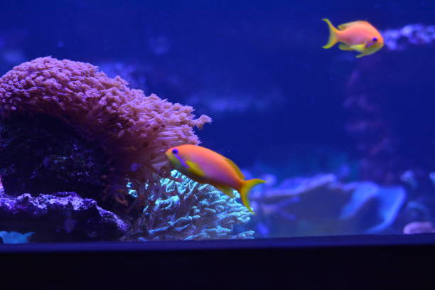 istock Fish in the aquarium in the zoo 1125300754