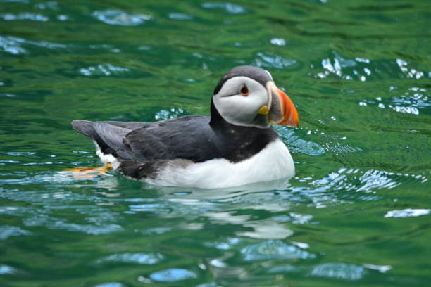 istock Puffin in the zoo. Water birds capture 1125300949
