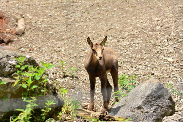istock Colorful goat in the zoo 1125301210