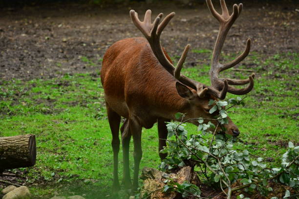 istock The deers photo in wildlife 1125301284