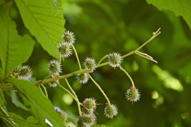 istock Fruits of the chestnut 1125301769