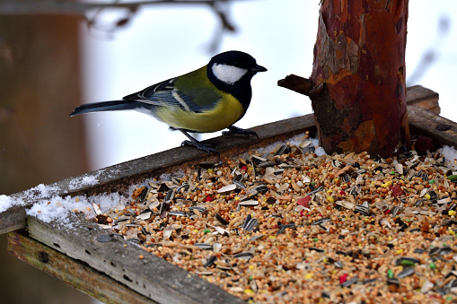 grain seeds for feeding tomtit birds in winter snow