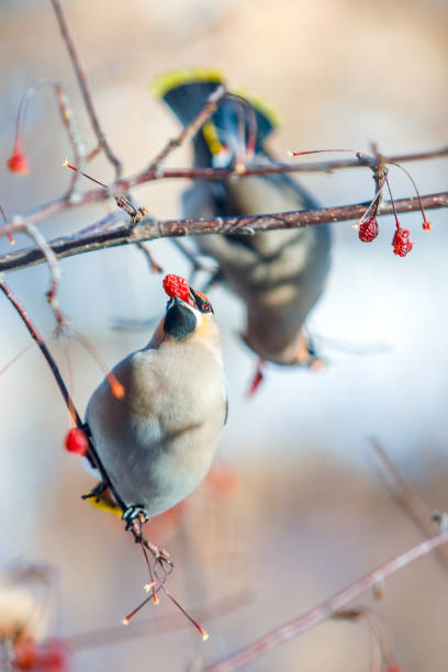 a flock of waxwings on the branches eat fruits in the winter, close-up