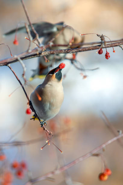istock birds waxwing on the branches eat mountain ash 1125303036