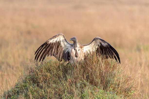istock A white-backed vulture warms in the morning sun 1125303713