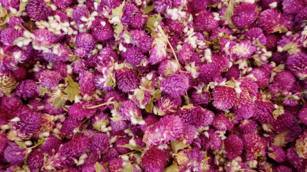 Dried amaranth flowers, Globular Amaranth