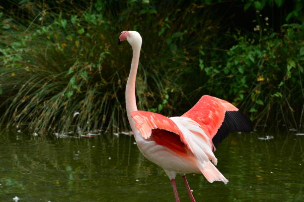 istock Flamingo dances in the water 1125303971