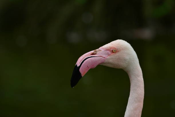 istock Flamingos head capture. Portrait 1125304724