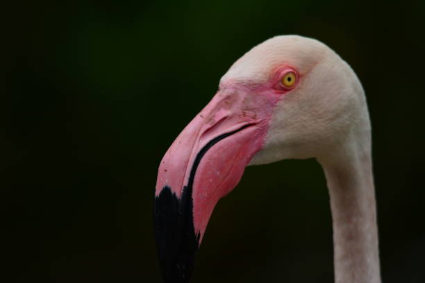 istock Flamingos head capture. Portrait 1125305413