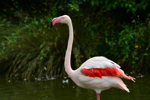 istock Flamingo dances in the water 1125305749