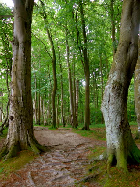 istock Forest path in spring with big trees and bright green leaves. 1125305811
