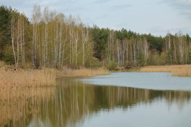 istock birch forest around the swamp 1125305950