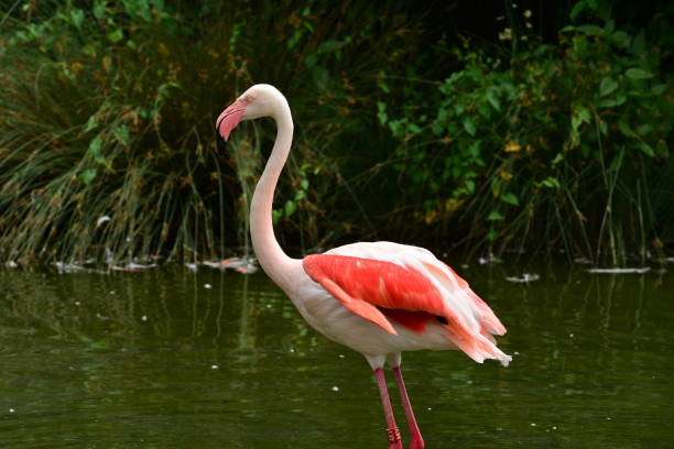 istock Flamingo dances in the water 1125306185