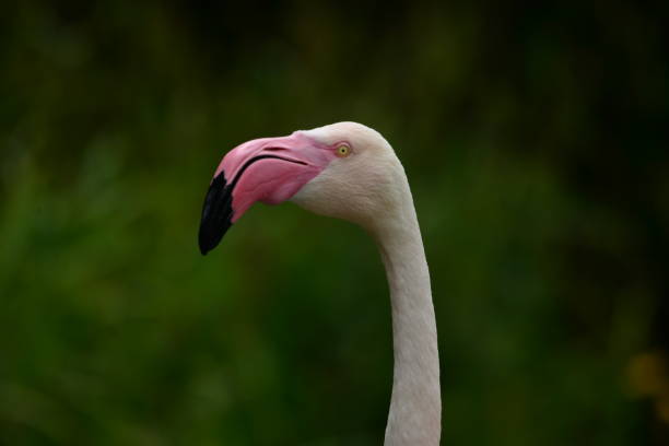istock Flamingos head capture. Portrait 1125306204