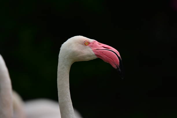 istock Flamingos head capture. Portrait 1125306260