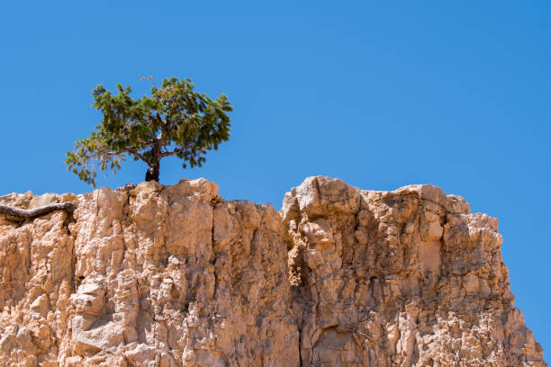 istock Trees and birds in bryce canyon 1125306672
