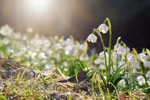 First snowdrops in the forest in spring.