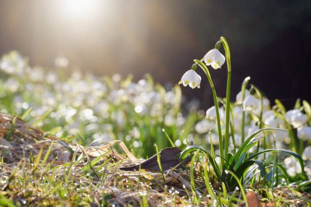 Spring flowers in morning light Snowdrops and spring snowflake flowers march weather stock pictures, royalty-free photos & images