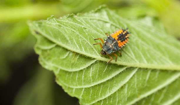 istock Scary ladybird larva 1125308720