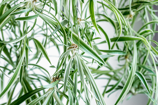 Close-up of baby spider plants hanging down from a mother plant, creating interesting and abstract lines, textures and patterns.