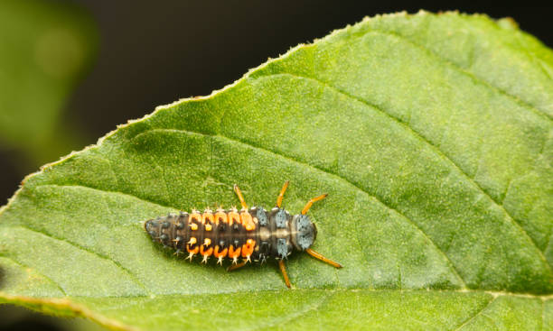 istock Ladybird larva top view 1125308837