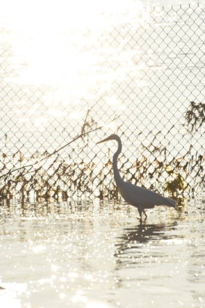 istock Great Egret #4, Silhouette, Smith Point Marina, New York 1125309173
