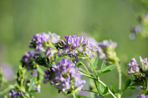 istock Medicago sativa flowers 1125310337