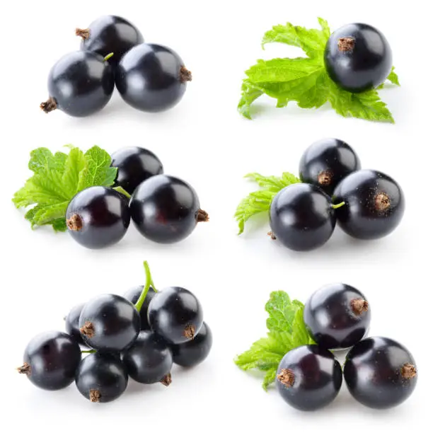 Photo of Black currant isolated on white. Collection
