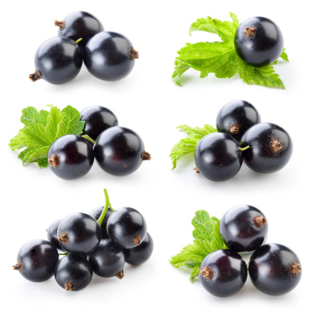 black currant isolated on white. collection - black currant currant black fruit imagens e fotografias de stock