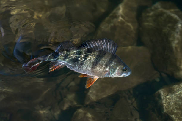istock Perch fish trophy in water. Fishing background 1125312980
